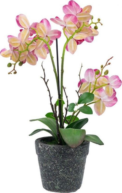 Растение декоративное Орхидея 26х12х46см BD-2864349