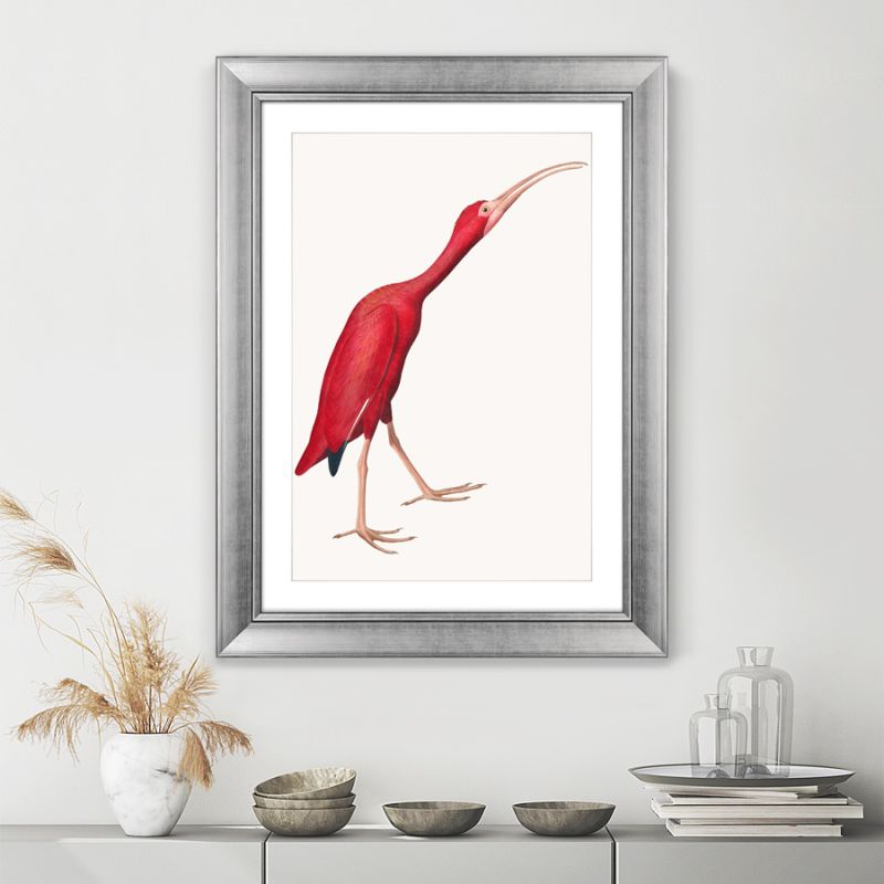 Картина Scarlet Ibis, 1827г. BD-1763553