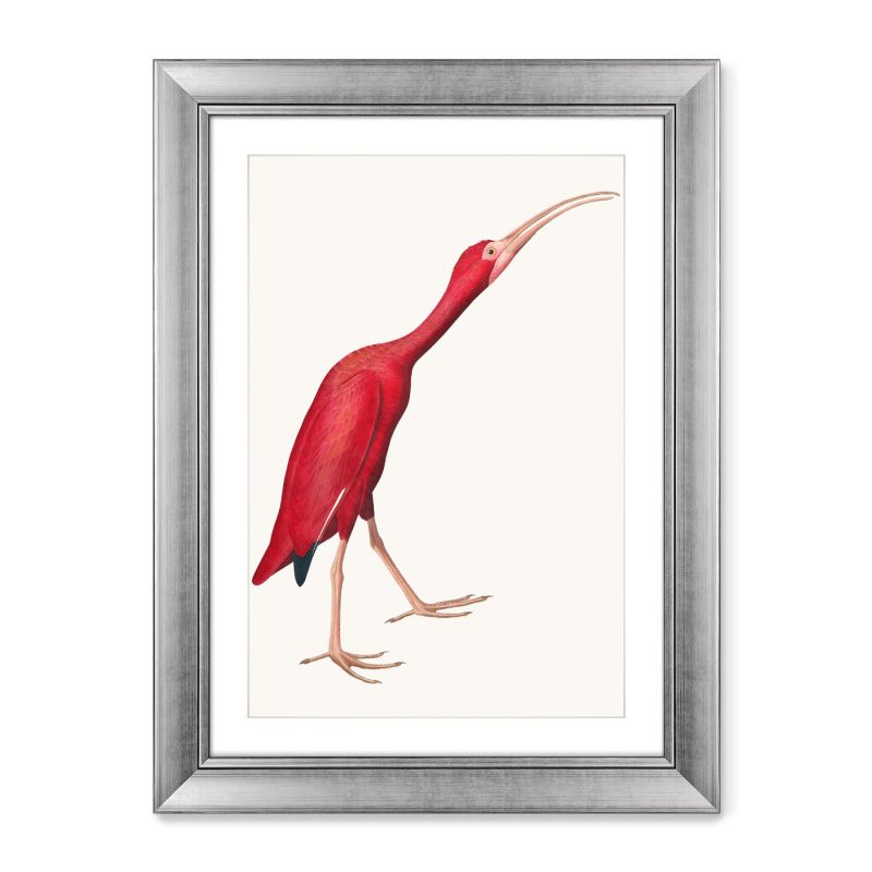 Картина Scarlet Ibis, 1827г. BD-1763553