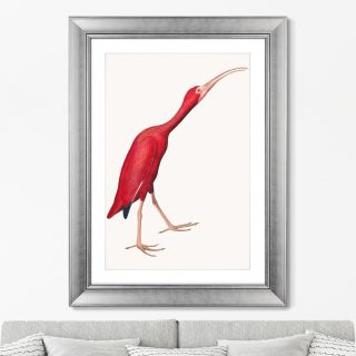 Картина Scarlet Ibis, 1827г. BD-1763553