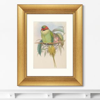 Картина Bonaparte's Parakeet, 1850г. BD-1763494