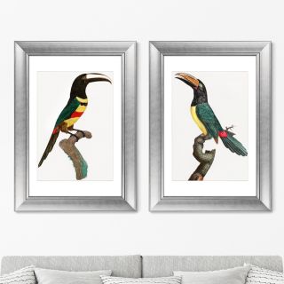 Набор из 2-х репродукций картин в раме Black-necked Aracari, 1806г. ArtNoMore BD-2090809