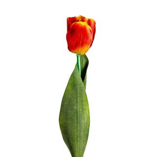 Цветок Vical TULIPAN оранжевый 170991