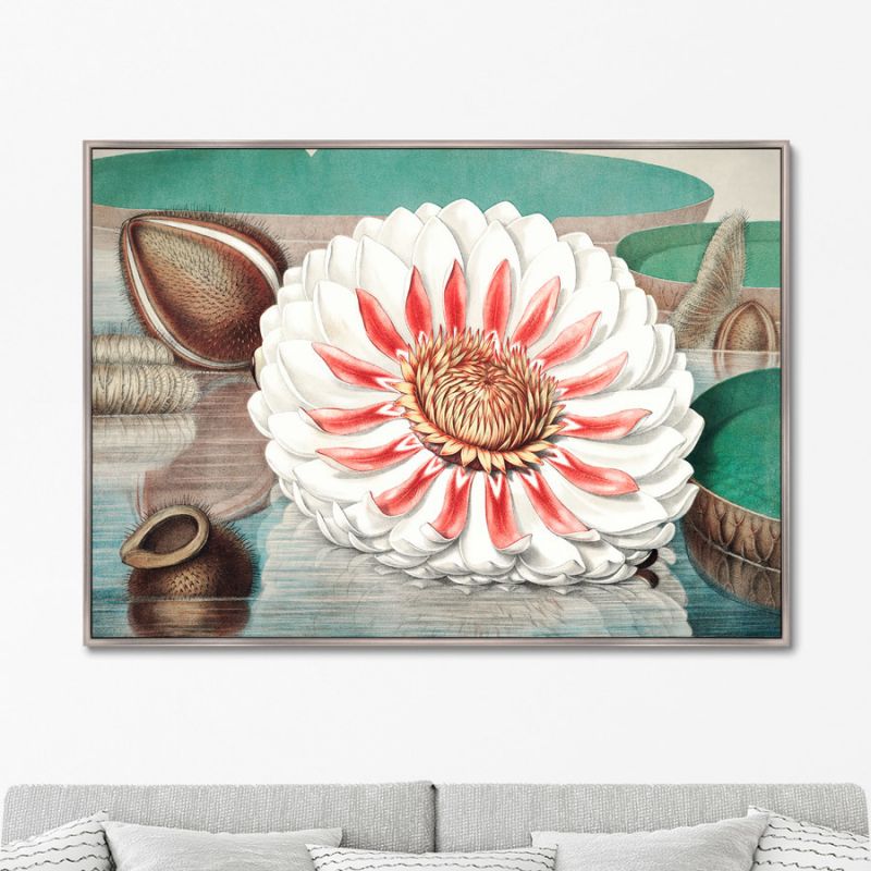 Картина A gigantic water lily in bloom, 1870г. BD-1763662