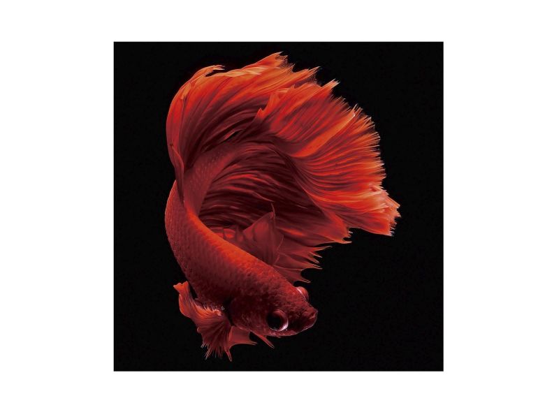 Фотография на стекле Rojo Siam 100x100 Schuller BD-3025578 фото 8