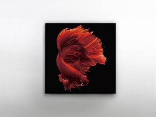 Фотография на стекле Rojo Siam 100x100 Schuller BD-3025578