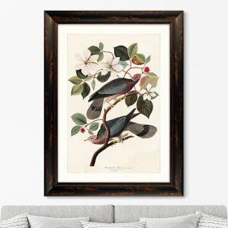 Репродукция картины в раме Band-tailed Pigeon, 1837г. ArtNoMore BD-2090818