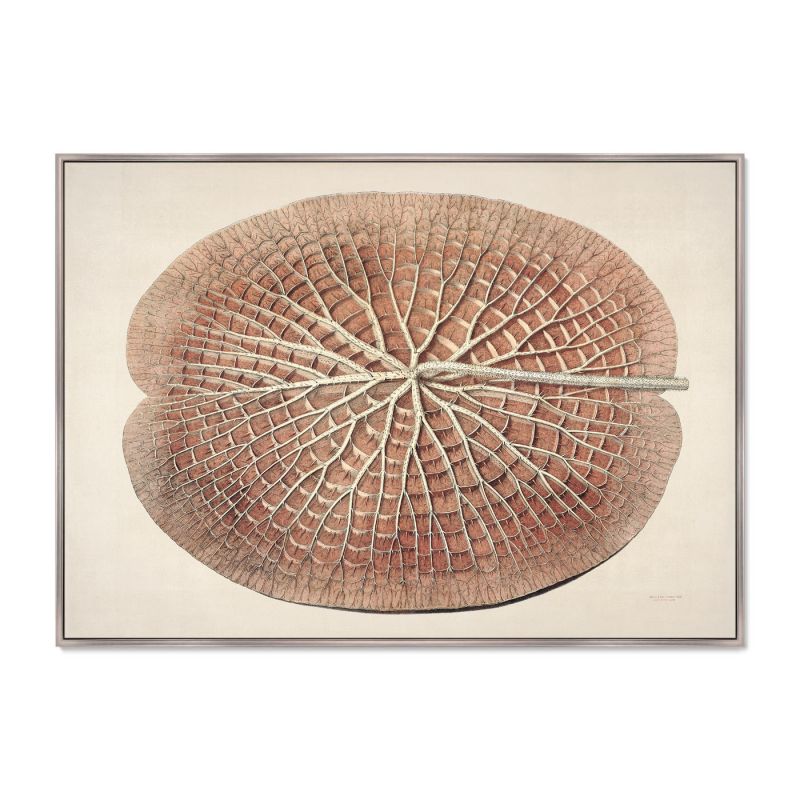 Картина Leaf of a gigantic water lily, 1870г. BD-1763660