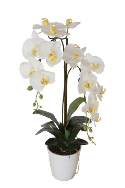 Орхидея BD-165143