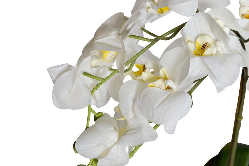 Орхидея BD-165143