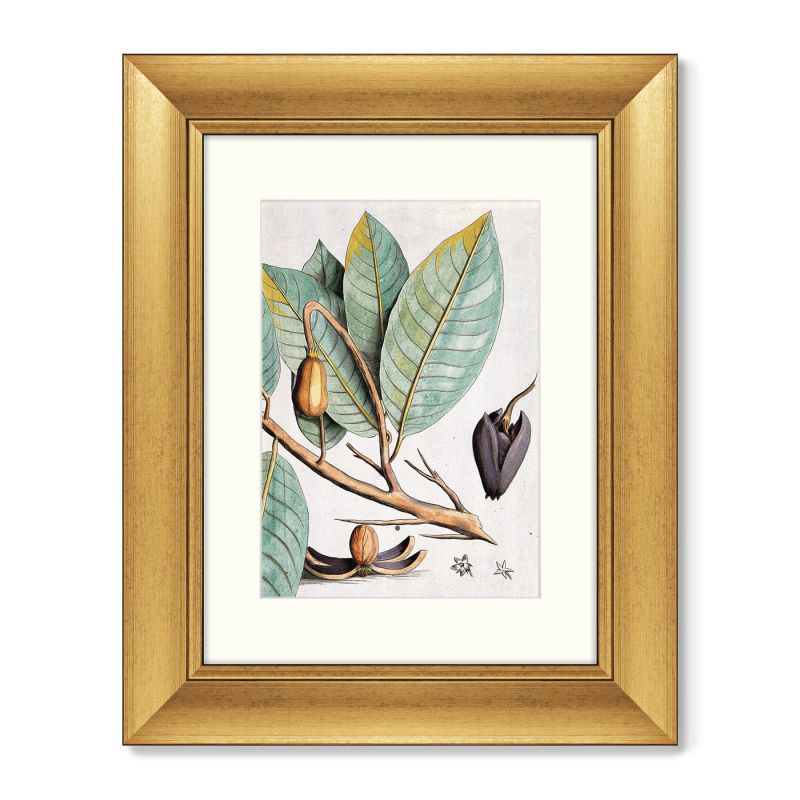 Диптих Exotic plants of the world №5, 1815г. (II), (из 2-х картин) BD-1763500 фото 3