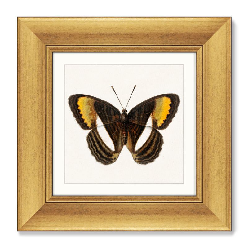 Набор из 2-х репродукций картин в раме Two butterflies, 1711г. ArtNoMore BD-2090820 фото 3