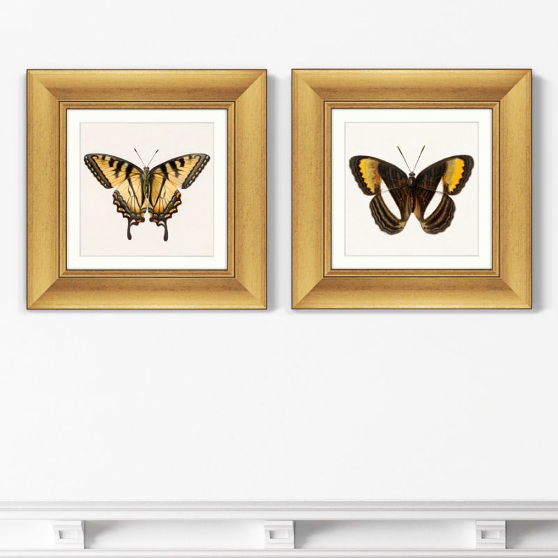 Набор из 2-х репродукций картин в раме Two butterflies, 1711г. ArtNoMore BD-2090820 фото 1