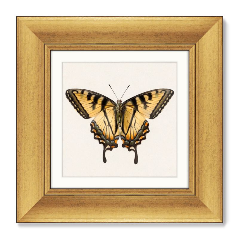 Набор из 2-х репродукций картин в раме Two butterflies, 1711г. ArtNoMore BD-2090820 фото 2